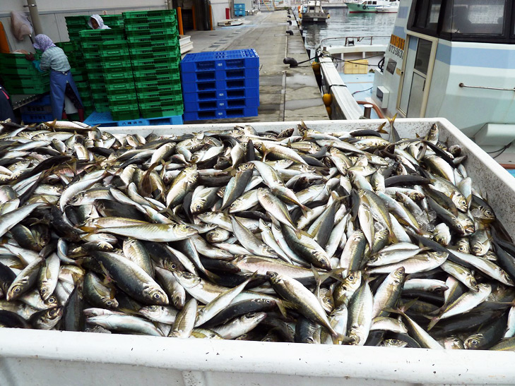 朝獲れの魚介類